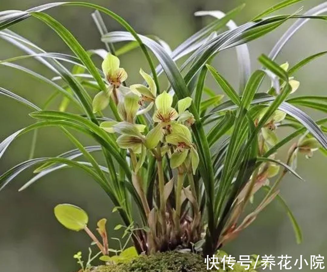 植株|6种“喜阴花”，家里没有阳光也能养，光照太强容易黄叶