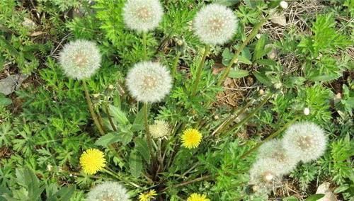 幽门螺杆菌难消除?常吃这几种食物,帮你抑菌消炎,胃慢慢变好