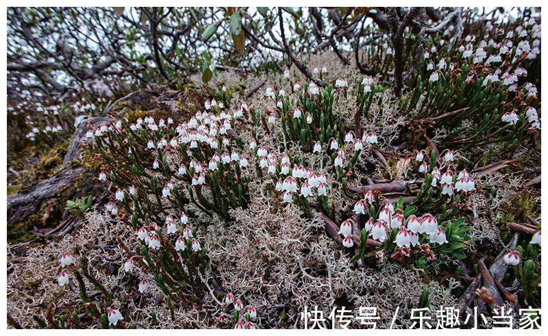 岩须|林草科普岩须高山苔原的“风铃”