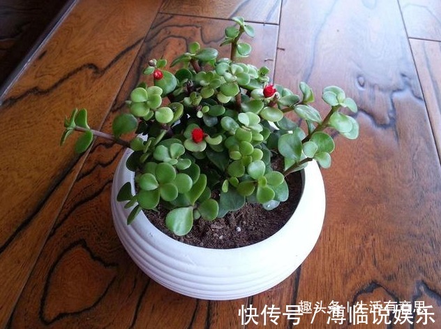 白发|2种盆栽再丑，也要养在家里！不仅吸甲醛，还让白发“乌黑”发亮