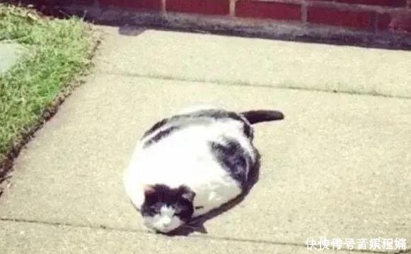 小时候看猫和老鼠以为是搞笑的,长大了才知道这些都是真的