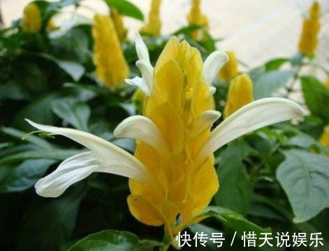 长命花|这“3种花”,又称“长命花”,一养就十几年,还花开“日日红”