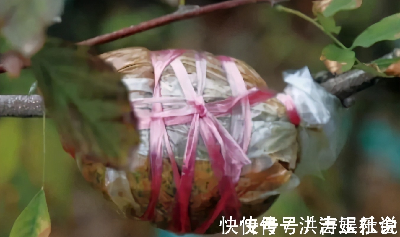 下一代|扦插好方法养花繁殖下一代，试试这3招，简单好使