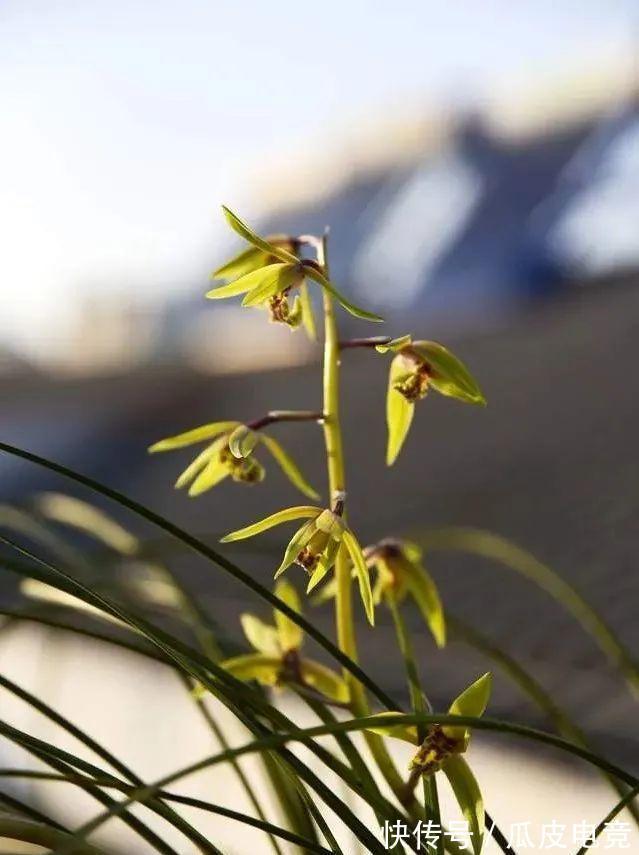 兰花香味不浓,香味不纯?用一个免费技巧,开花时邻居都能闻得到
