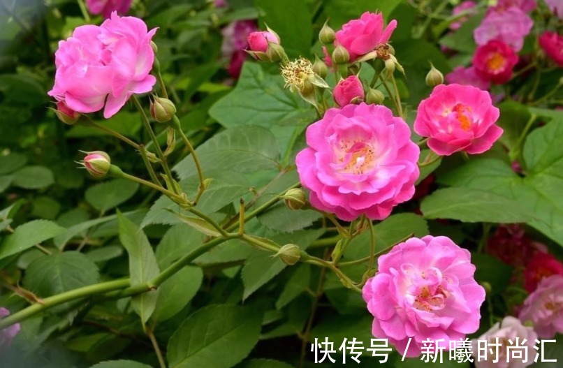 天热养花不能错过的3种向阳植物,每一个都是沾土即活