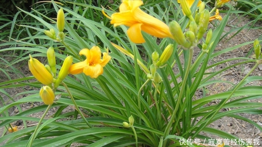 农村山里这4种野菜,能吃过三种是农村人,全都没吃过是城市人!