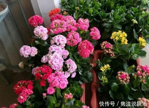  君子兰、蟹爪兰不开花给你说个小方法，天一凉快，叽里咕噜开花