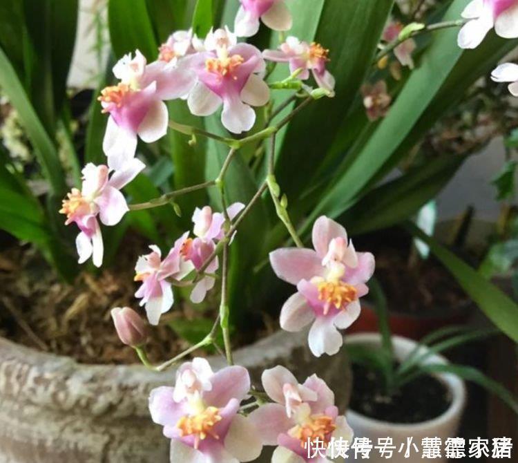 花卉市场最畅销的4种花,漂亮又好养,养几盆家里变花海!