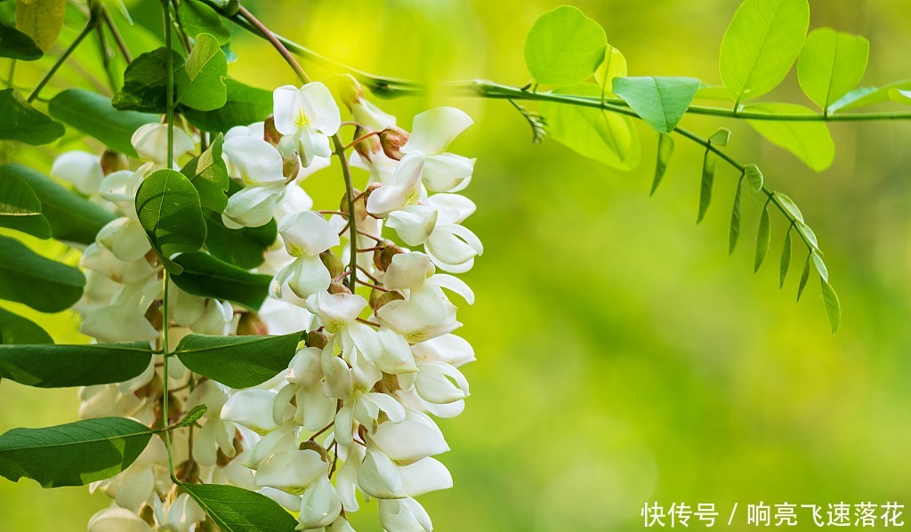 为什么很多农村人都喜欢吃槐花,有什么益处吗