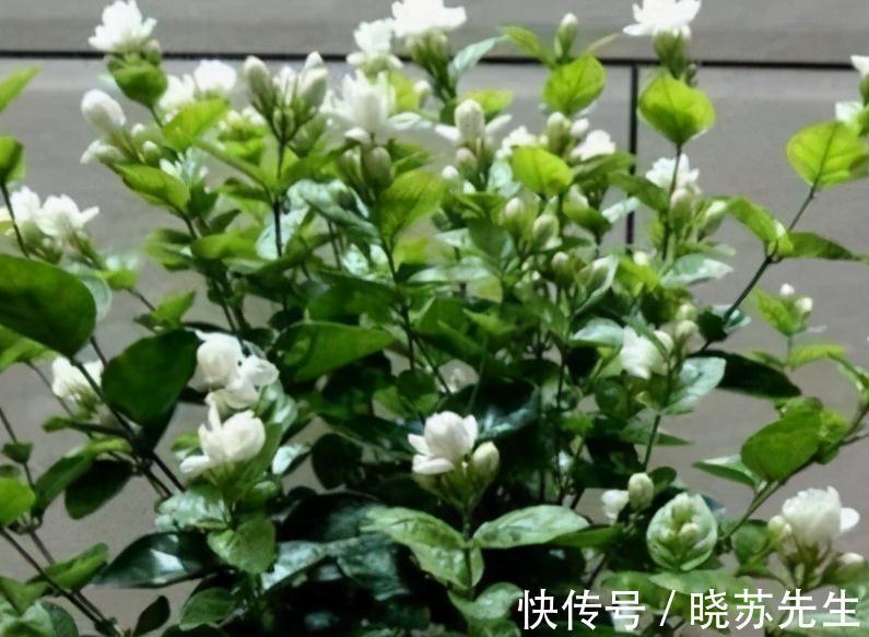 3种花很怕冷，赶紧搬室内，这样才能顺利过冬