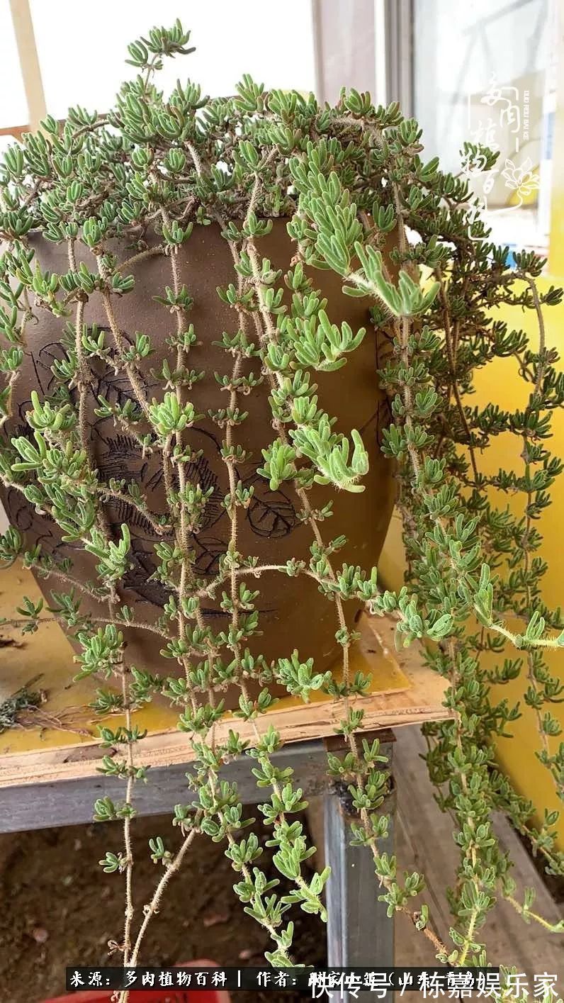大棚|多肉住进暖棚,坦然越冬,放肆浇水,这个冬天有点甜!