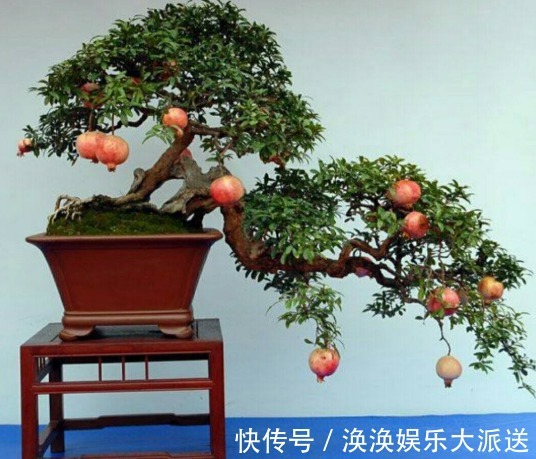 品种|盆栽石榴树如何培育将“3个地方”准备到位,缓苗快、长更好