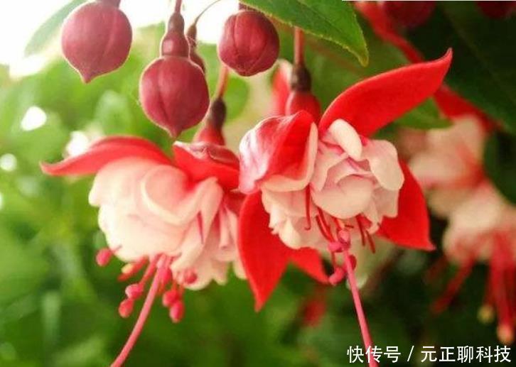 最受欢迎的3种花,全年开花不停,花色艳丽,花开枝繁叶茂,美