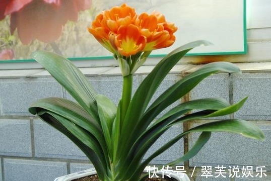 养花|花店老板说往绿萝君子兰盆里塞点它,叶子黑亮,疯狂开花!