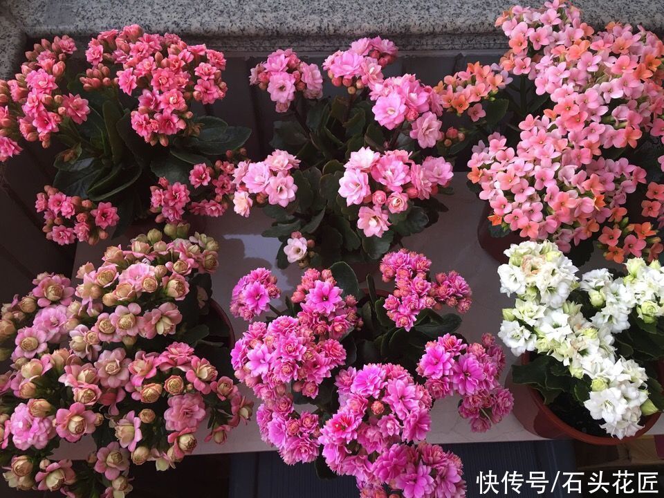 休眠期|她对长寿花“痴迷”,2个阳台、6个窗台都摆满了,过年开成花海