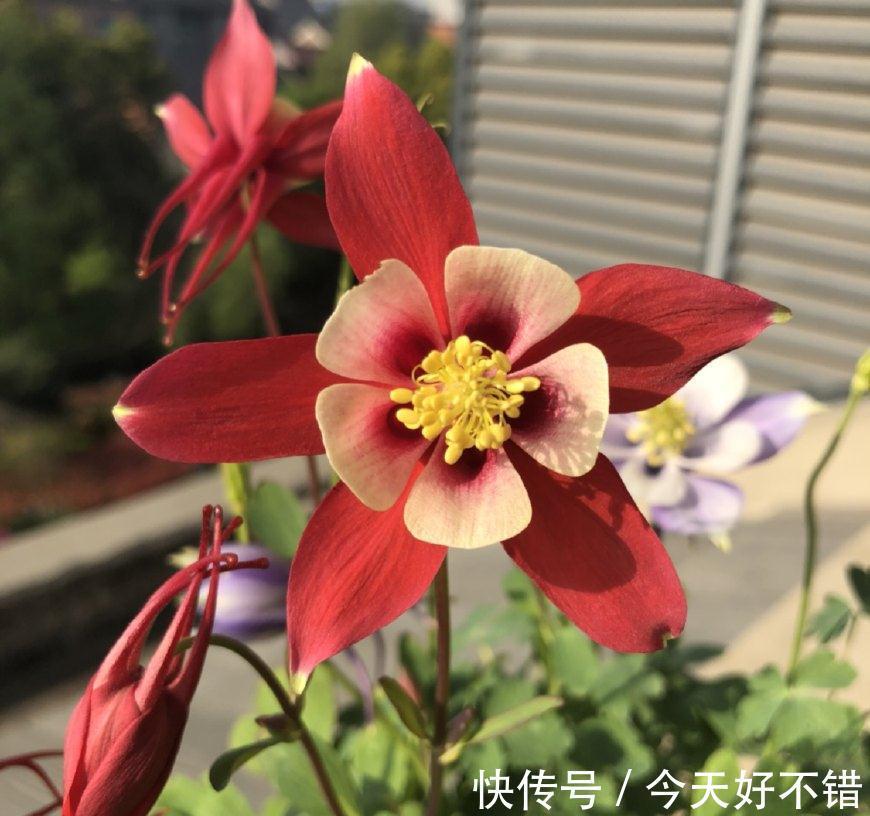 此花超级耐寒，东北也能露养，花色漂亮，花期超长