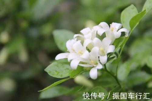 卧室千万要注意此几种花,非常多坏处,谁放谁后悔