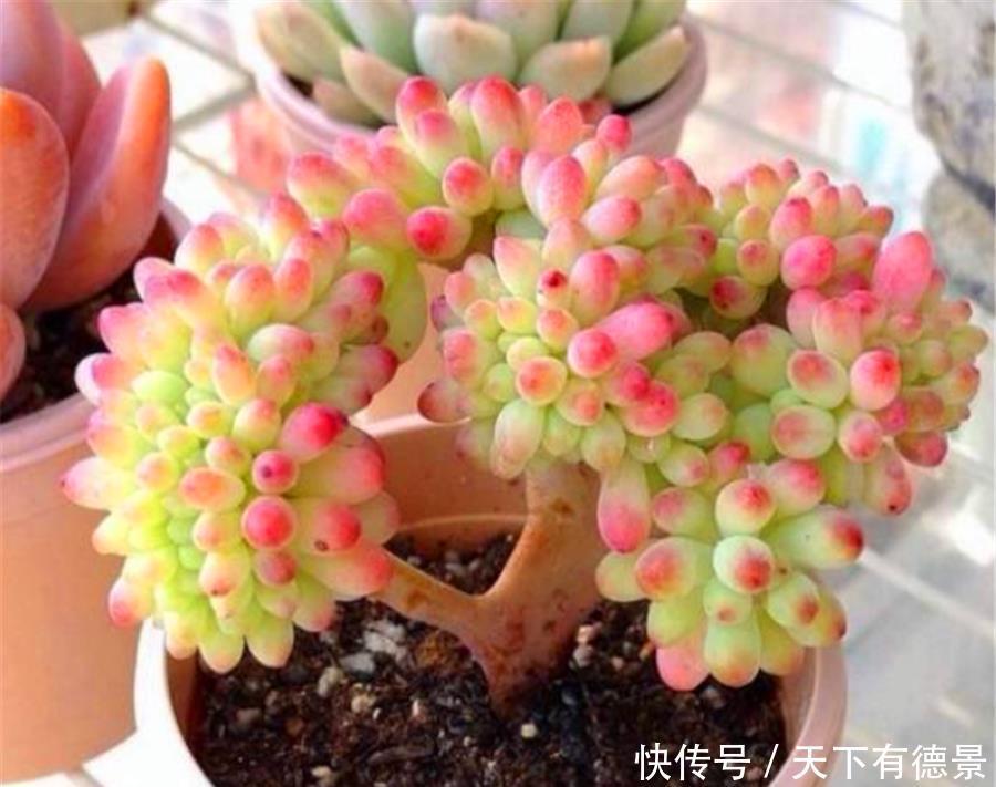 根系|多肉需要修剪哪些部分?修剪方法有什么区别?掌握4点,矮胖爆头