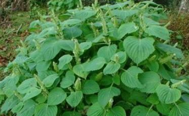 初春天气,可多吃此菜,细纹淡了,赶跑大肚腩,更显年轻!