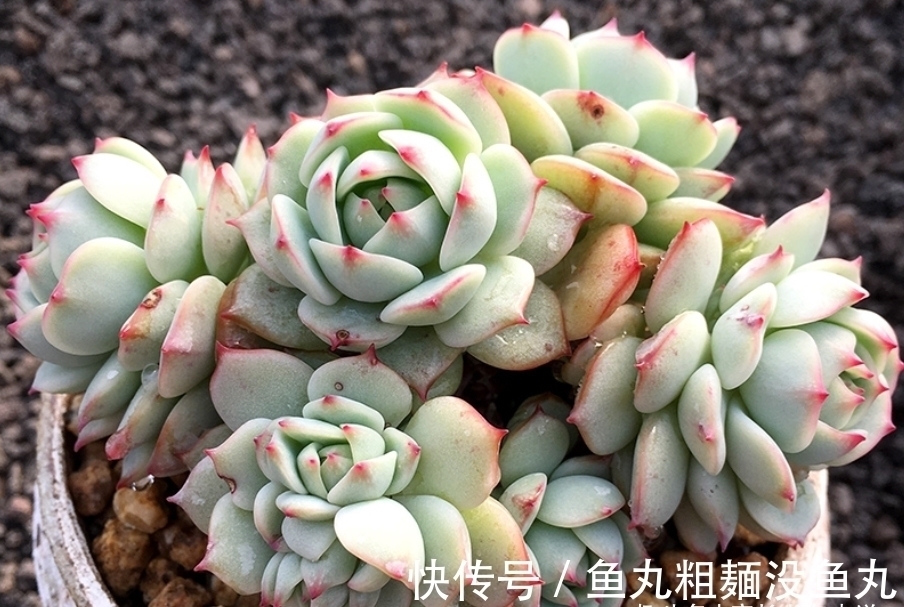 蔓莲|多肉甘草船长——底色如玉,叶形似花,如此漂亮的船长你不上船?