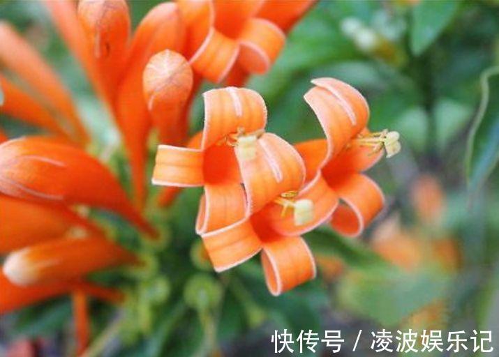 花朵|4种花很漂亮，好养易活能爆盆，比牡丹美，比绿萝好养