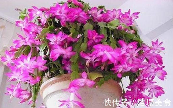 根部|好养易活的几款花,沾点水就疯长,开花勤还爱爆盆,全年开花不停