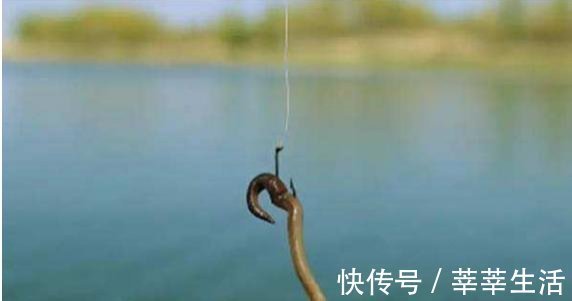 垂钓|钓鱼高手分享的诱饵秘诀,跟着老钓手学饵料搭配注意事项!