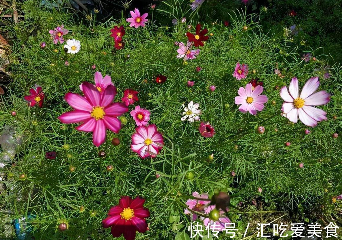 2种花即刻下盆,开春花朵全爆满,秒杀全场盆栽