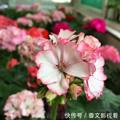 阳台种了30多种天竺葵,美不胜收,客人来了都舍不得走