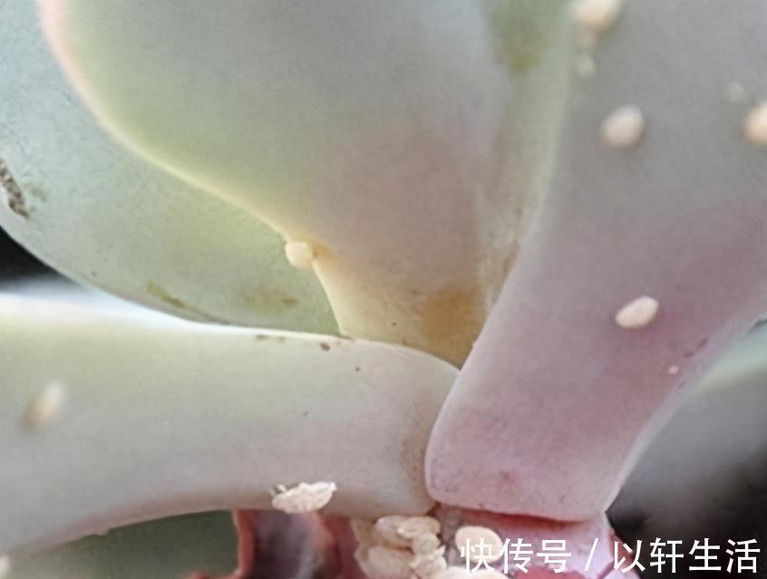 杀灭|养花得了蚧壳虫,密密麻麻让人头疼,不花一分钱,教你杀灭蚧壳虫