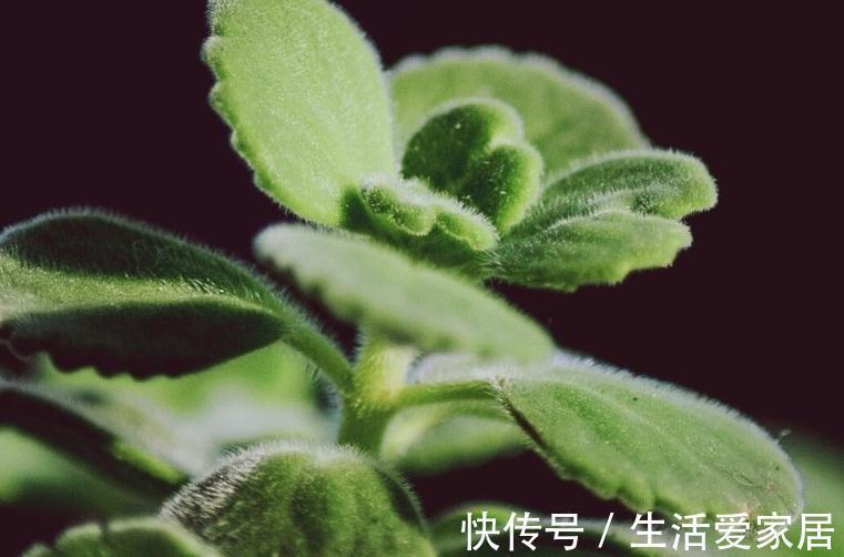 浇水|此种植物一碰一身香，不仅能驱蚊虫还能吃，聪明人都在养