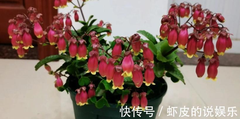 花友们|养年宵花宫灯长寿花，盆栽打理好这些，过年开花特“热闹”