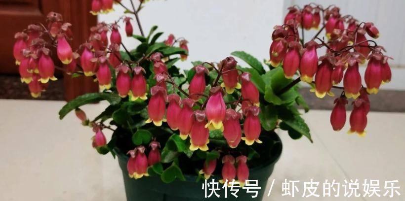 花友们|养年宵花宫灯长寿花,盆栽打理好这些,过年开花特“热闹”