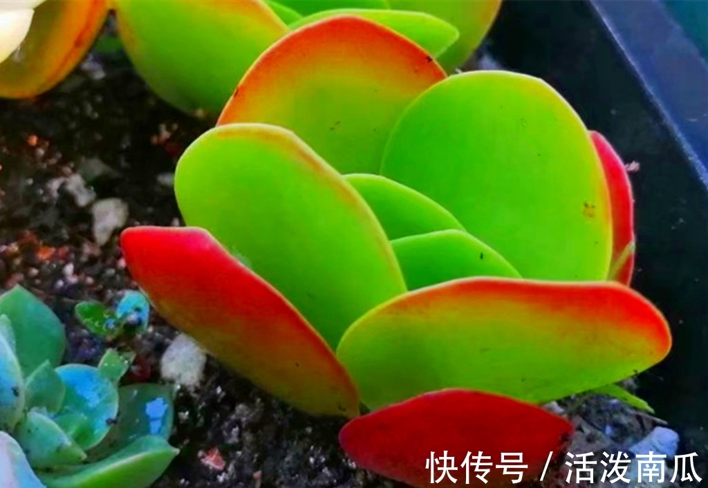 唐印|多肉肥点才好看,所以这些多肉夏天不能轻易断水,缺水会越长越丑