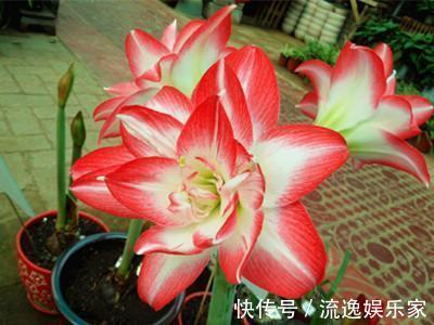 朱顶红|此5种花，怎么折腾都不会死，一盆养20年都没问题