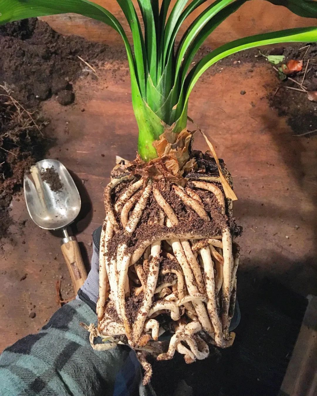 君子兰|为啥很多朋友在家里养不好君子兰,有可能一开始就买错了