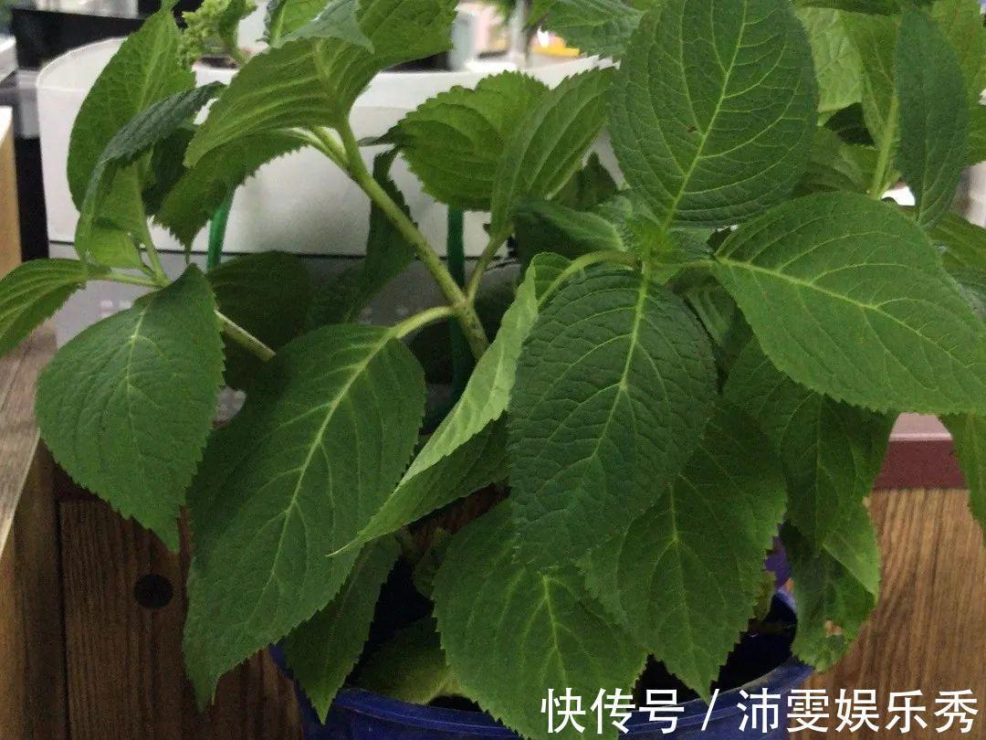 洋桔梗|6种花一天不浇水,叶子就耷拉,缺水3天就死翘!