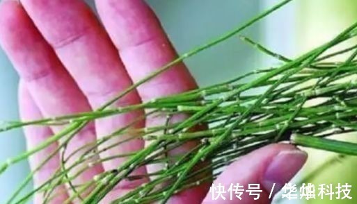 农村|农村里不起眼的野菜,一斤买到50元,对人体有很大的功效!