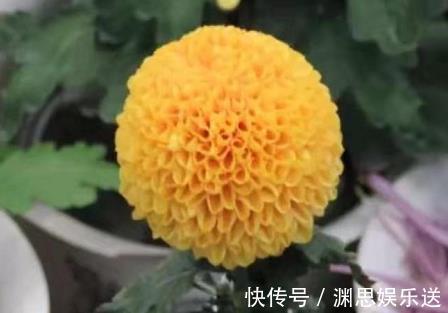 球王|喜欢菊花，那就养盆”菊中珍品“艳球王，似起舞金凤，绚丽典雅