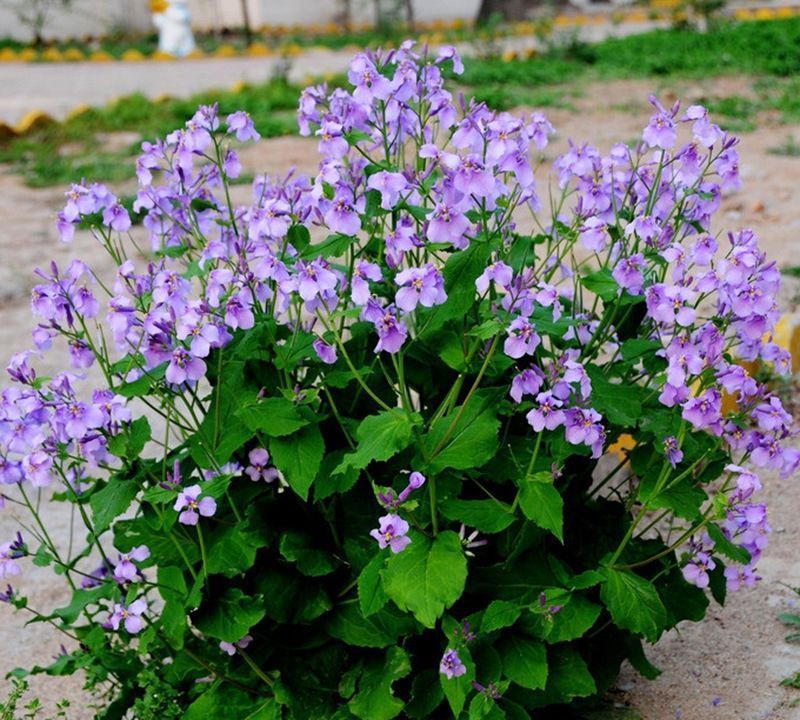 养花试试这款,紫色小花会自下而上开花非常美丽