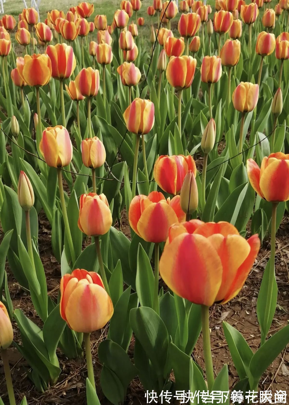 1个“洋葱球”埋土里,20天冒出“青葱芽”,一个月开花比脸大