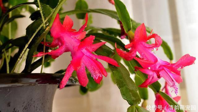 疯了|养蟹爪兰,掌握一个小技巧,花儿疯了似的开,叶片都能繁殖一大盆