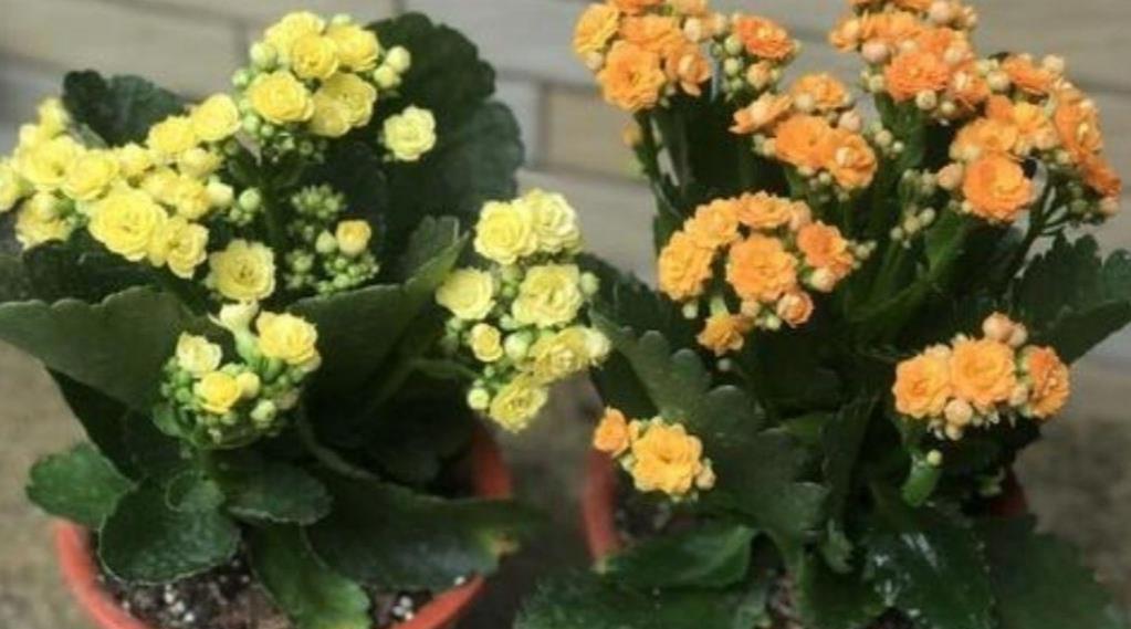 长寿花开完花,马上给它做“3件事”,很快再一次孕蕾开花