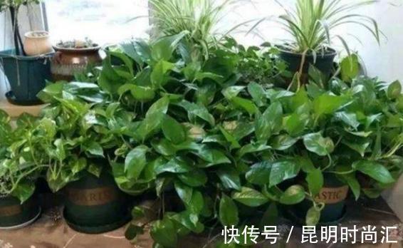 夏季养花，烦恼该给盆栽施啥肥好？学会处理废水，它们全能用