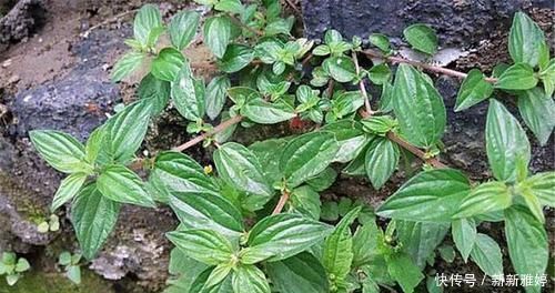 根茎|根茎酷似人参,人称“吸脓草”,拔脓效果极佳,炖汤喝身体棒