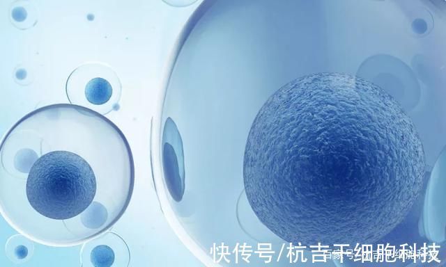 t1dm|干细胞疗法在1型糖尿病中的作用机制及临床效果观察