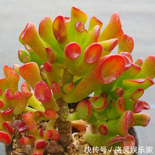 3种花自带“财气”,家里养一盆,财源广进、日子越来越红火