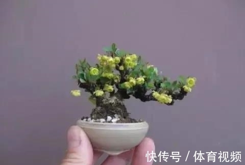 黄杨|微型盆景越来越受欢迎,这里是它们的“集中营”,都是你想知道的