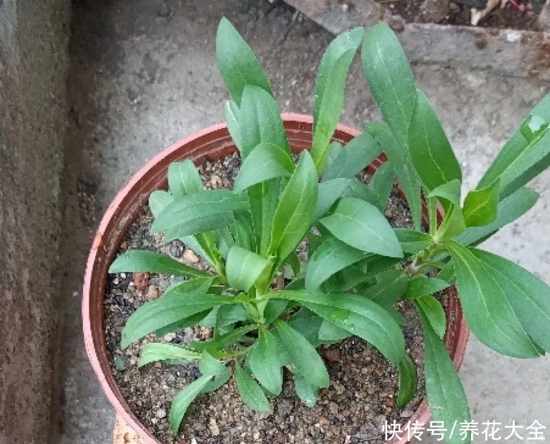 橡皮树|养花就怕乱浇水，越浇死得越快，赶紧住手