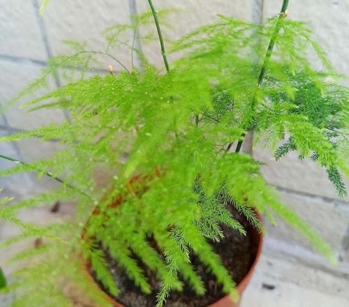 光照逐渐变强，5种花要及时换地方，别被晒伤了